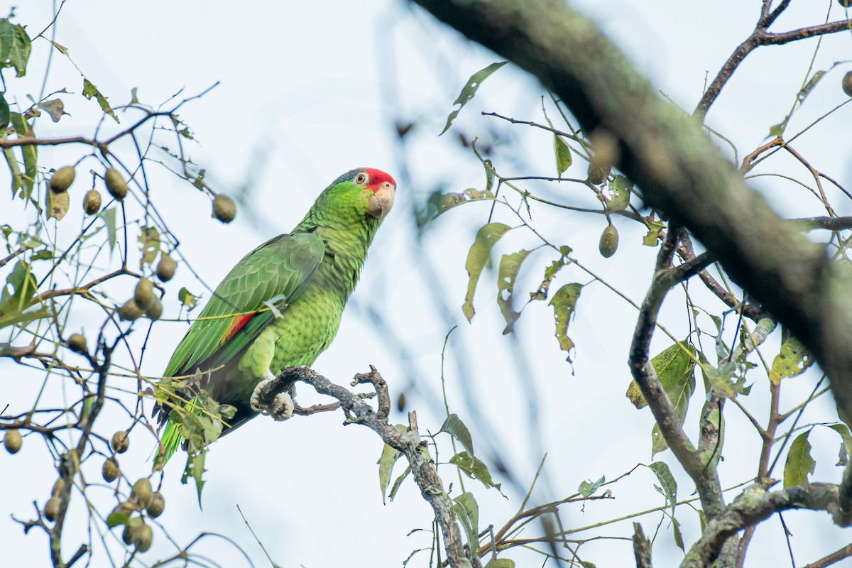 Red-crowned Parrot - Alberto Lobato (El Chivizcoyo)