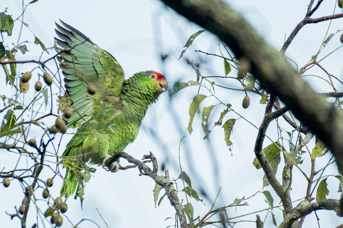 Red-crowned Parrot - Alberto Lobato (El Chivizcoyo)