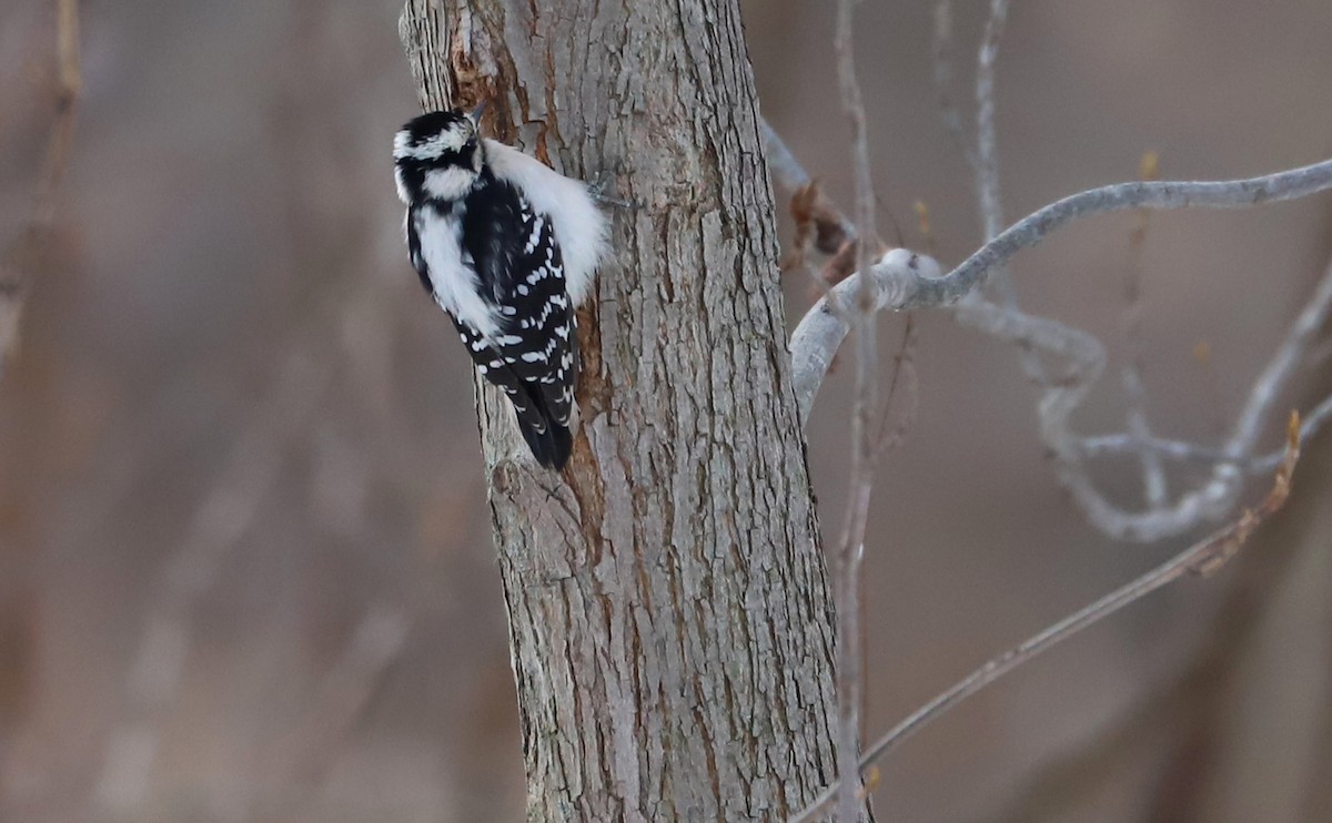 Downy Woodpecker (Eastern) - Rob Bielawski