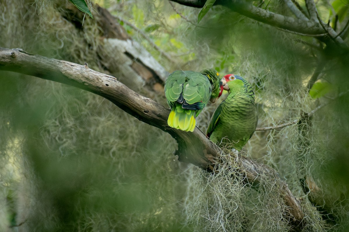 Red-crowned Parrot - ML508569161