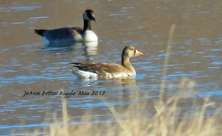 Greater White-fronted Goose, ML50857101