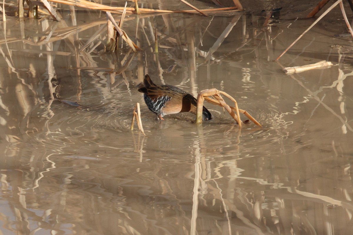 eBird Checklist 28 Nov 2022 Bosque del Apache NWRBoardwalk Lagoon