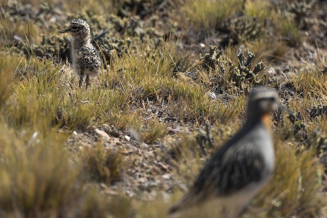 Downy chick with adult. - Tawny-throated Dotterel - 