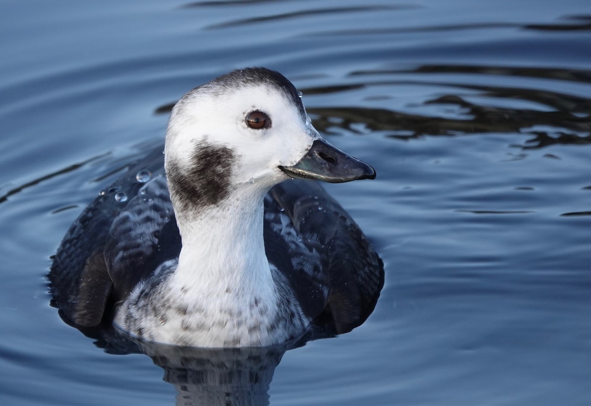 Long-tailed Duck - Helen Unruh