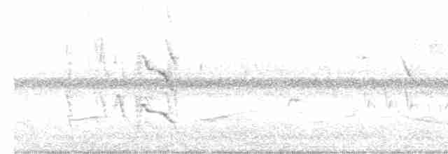 Tinamou à petit bec - ML508591631
