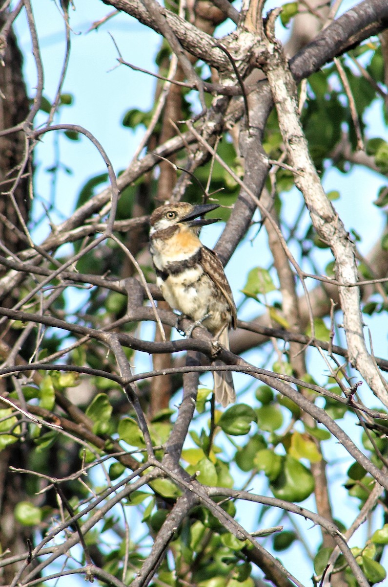 Russet-throated/Two-banded Puffbird - ML508595081