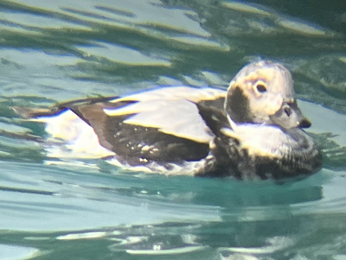 Long-tailed Duck - ML508595281