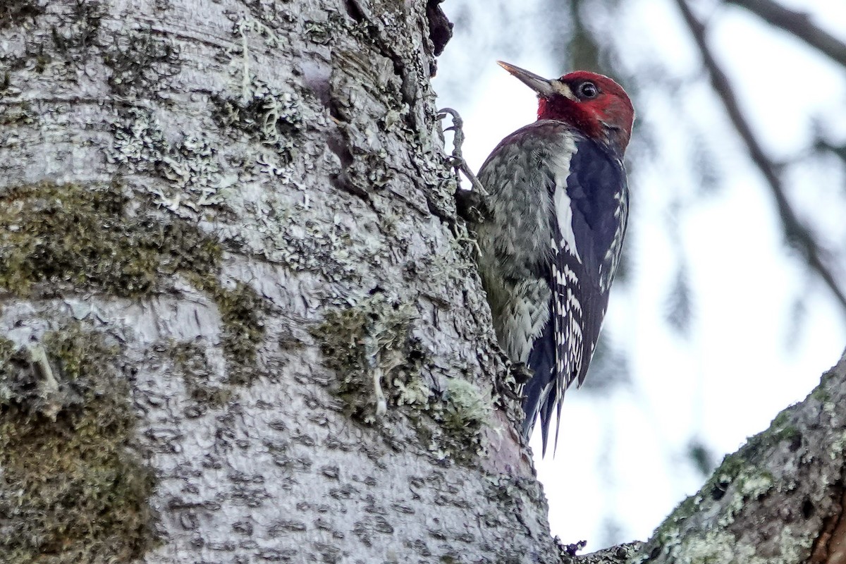 Red-breasted Sapsucker - ML508595951