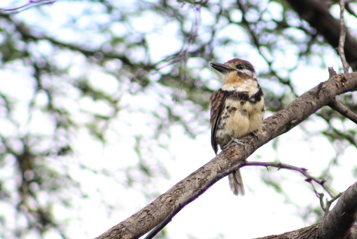 Russet-throated/Two-banded Puffbird - ML508596591