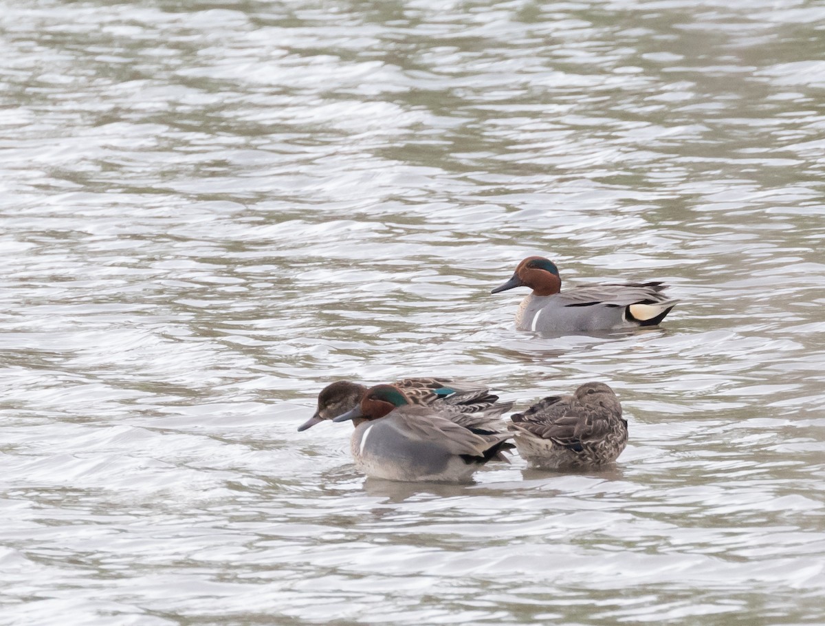 Green-winged Teal - ML50859771