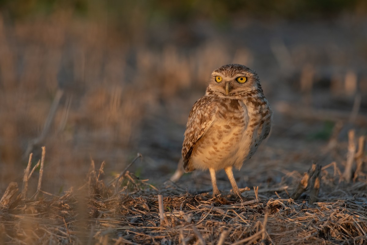 Burrowing Owl - ML508598131