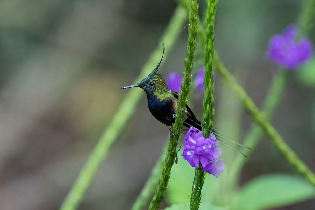 Wire-crested Thorntail - ML508602641