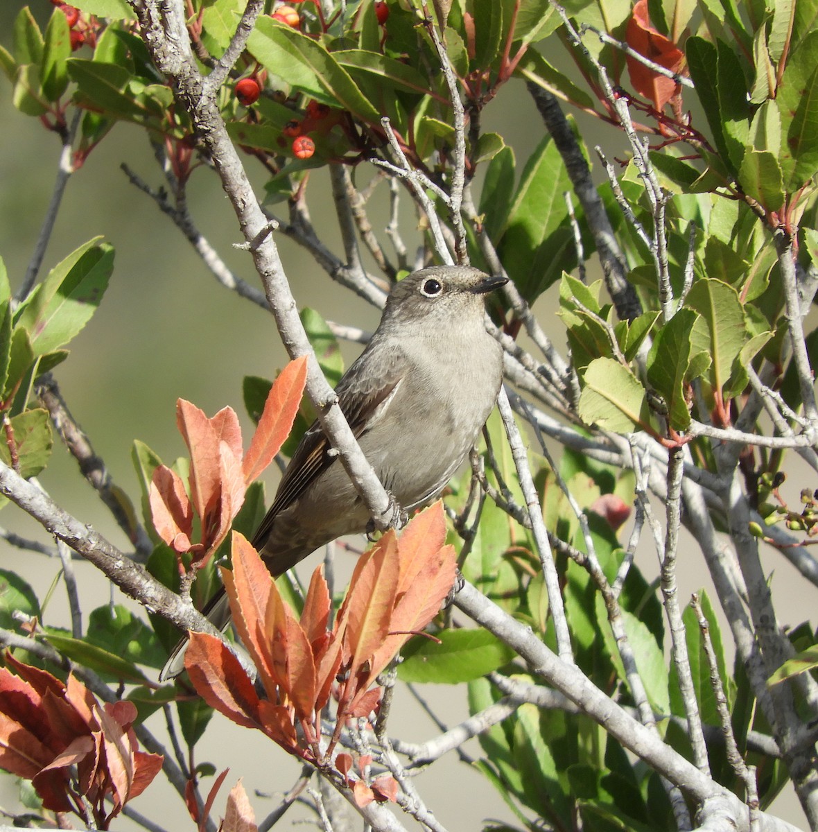 Townsend's Solitaire - ML508604911