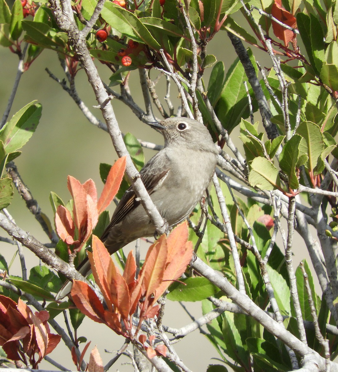 Townsend's Solitaire - ML508604921