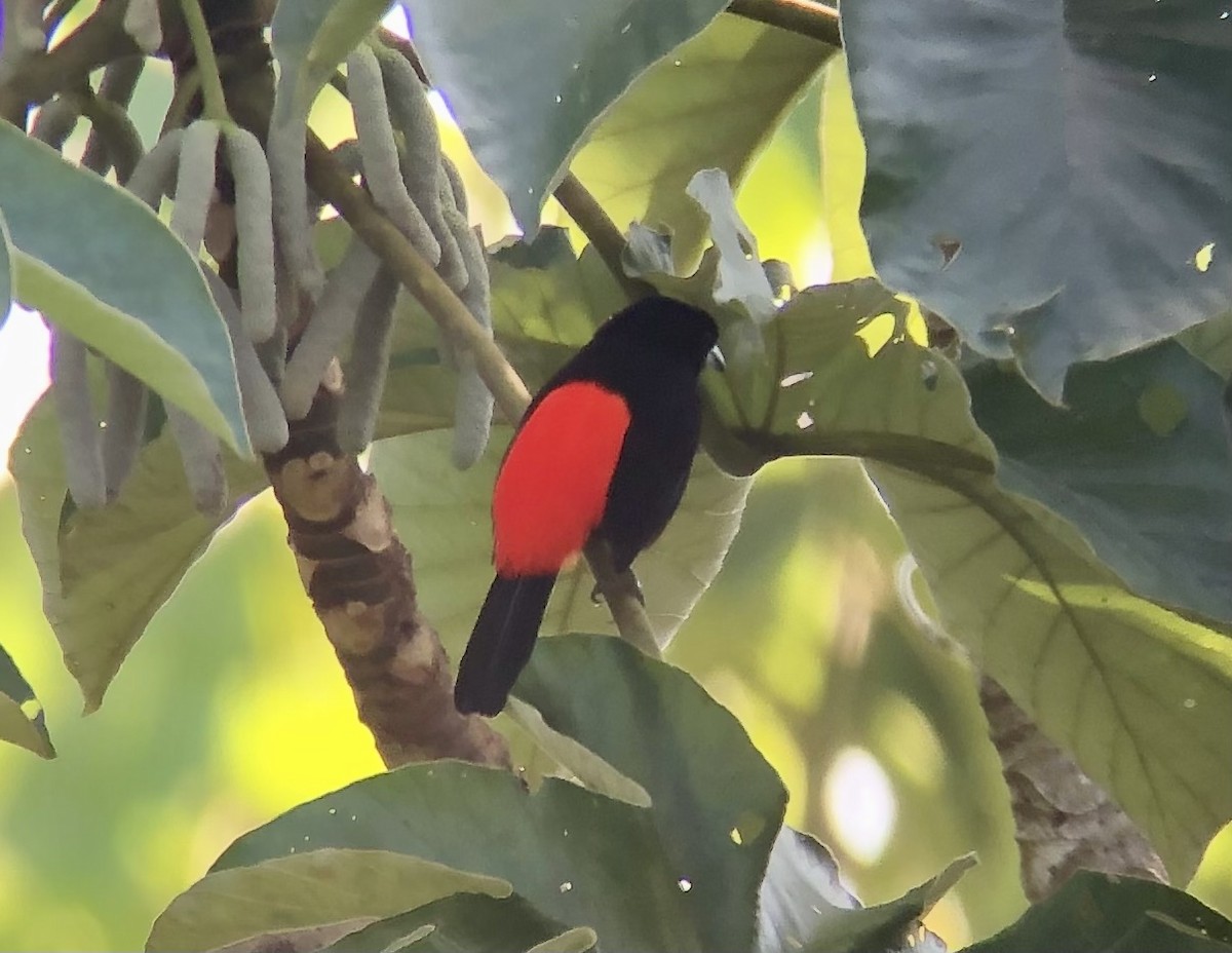 Scarlet-rumped Tanager (Passerini's) - ML508608141