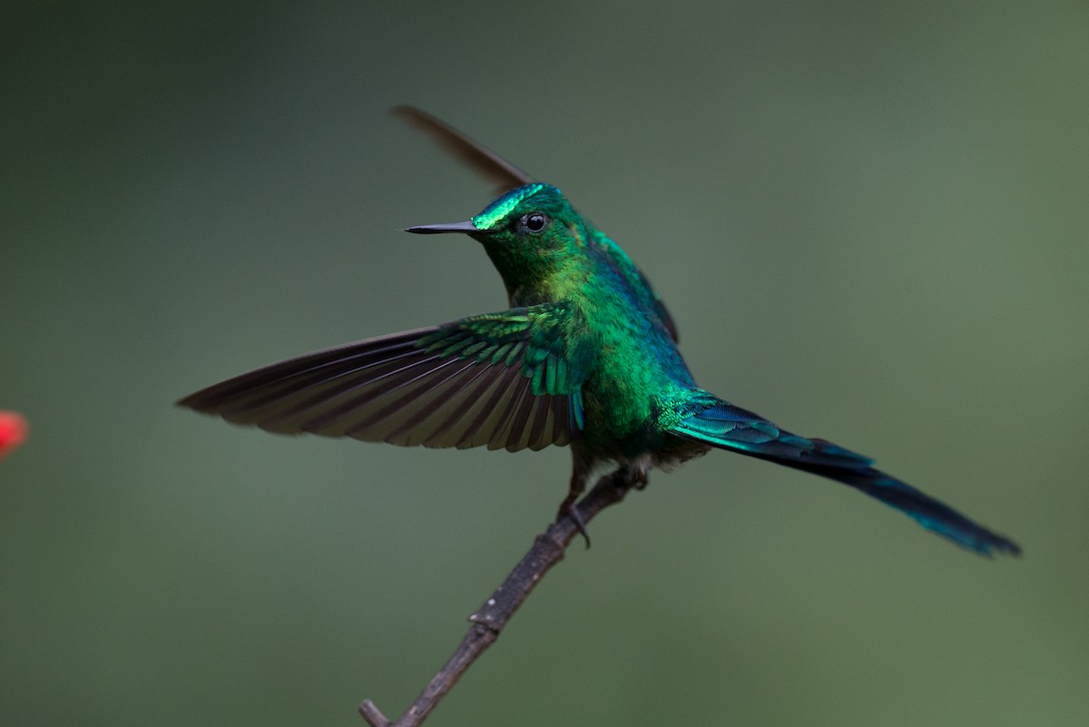 Long-tailed Sylph - ML50860831