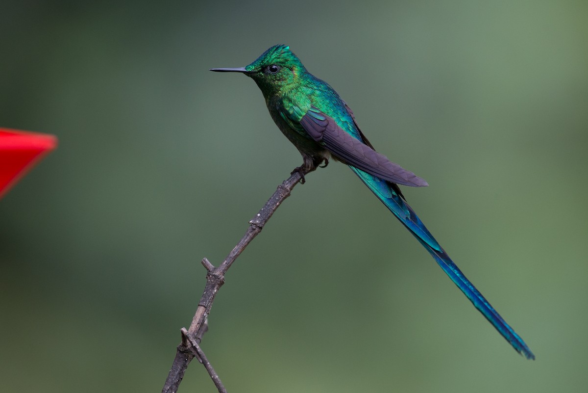 Long-tailed Sylph - ML50860871