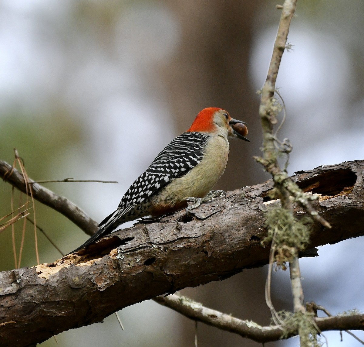 Red-bellied Woodpecker - ML508618181