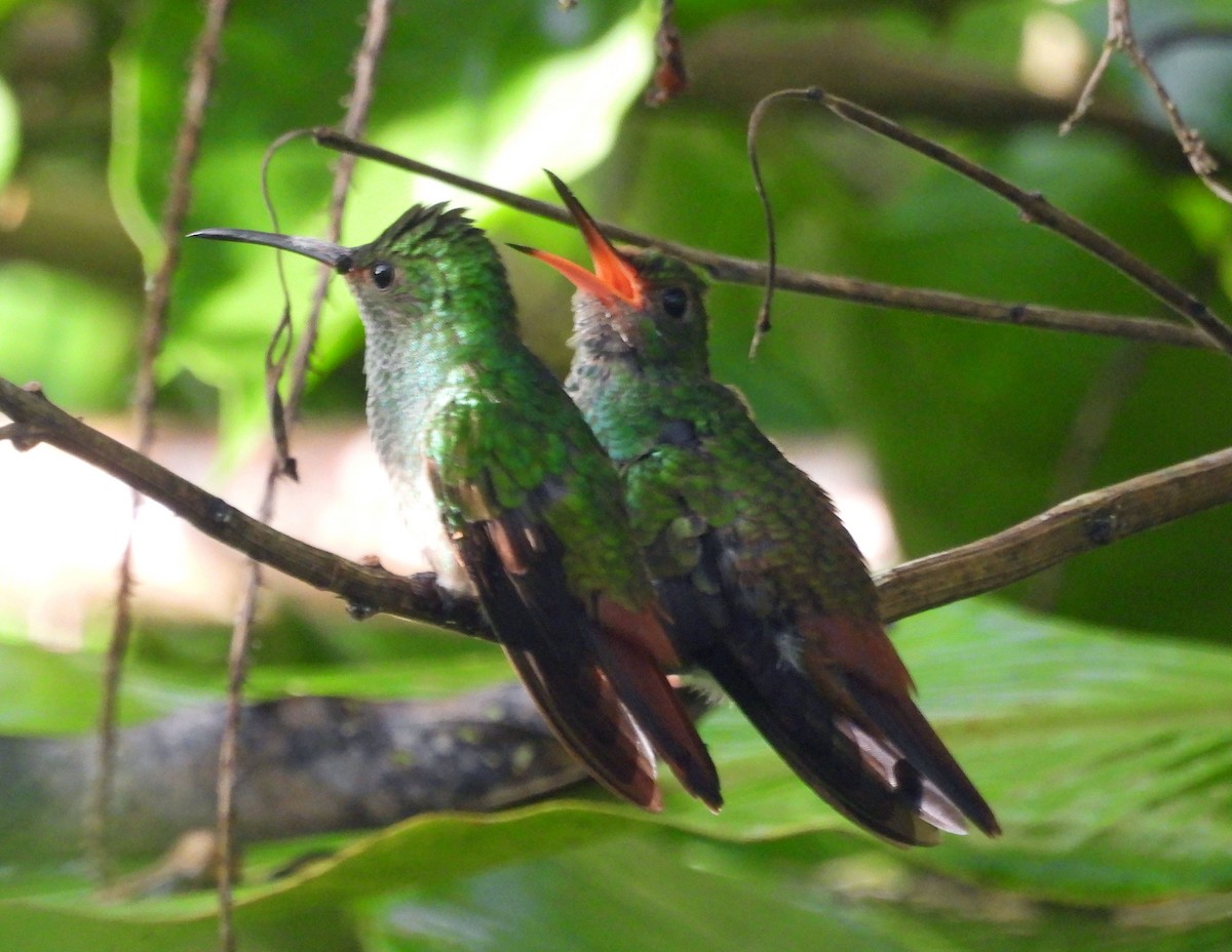 Rufous-tailed Hummingbird - ML508618311