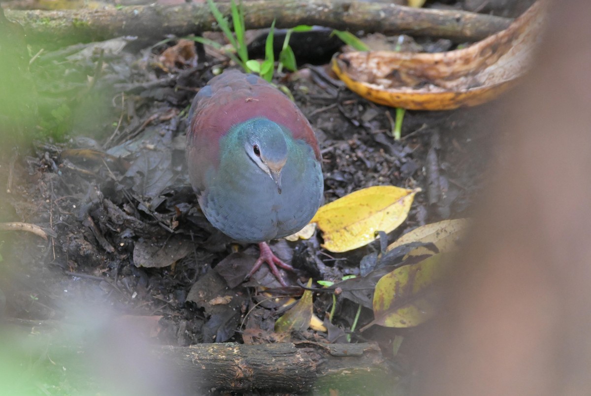 Buff-fronted Quail-Dove - ML508622771