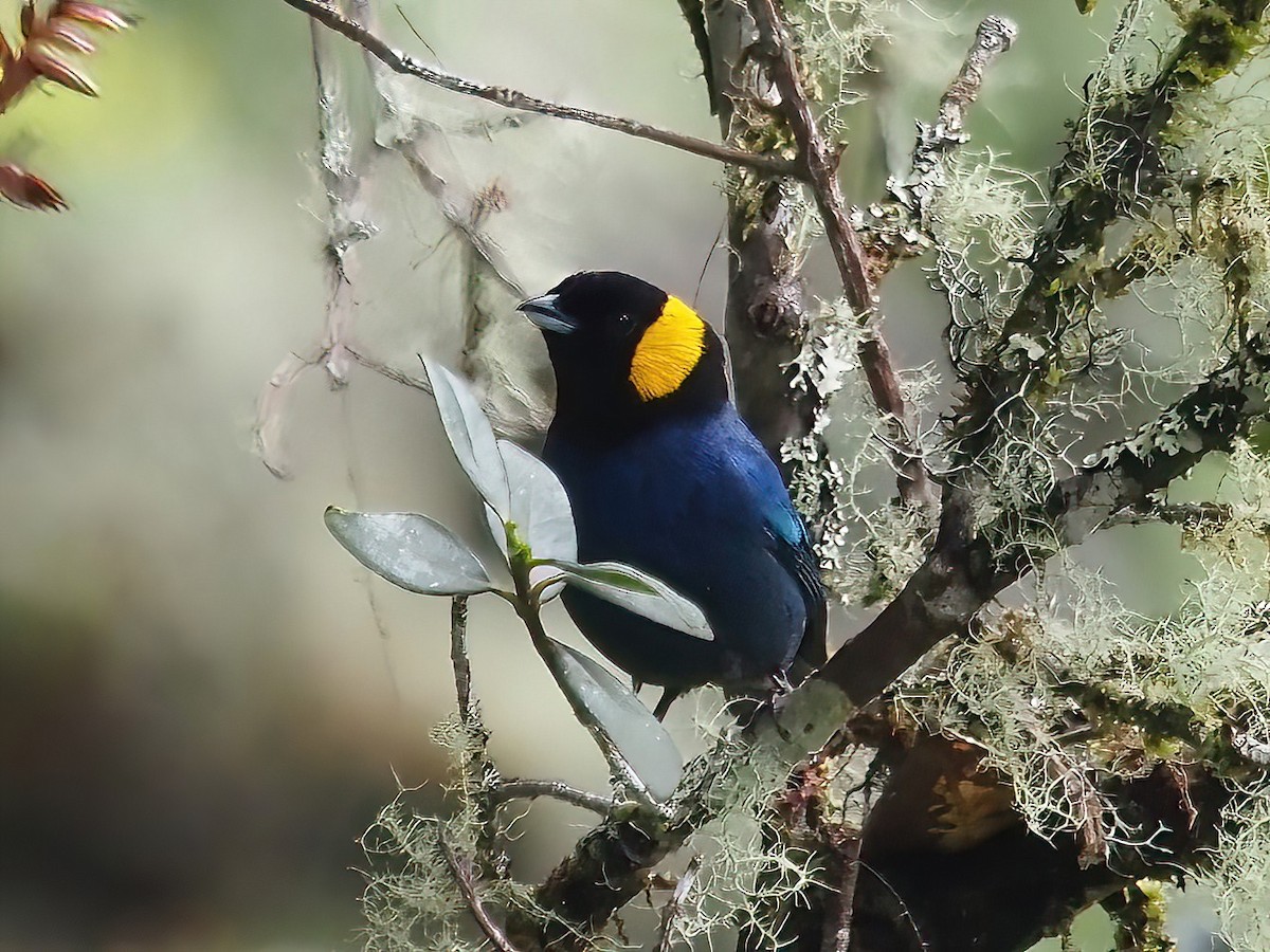 Yellow-scarfed Tanager - ML508626671