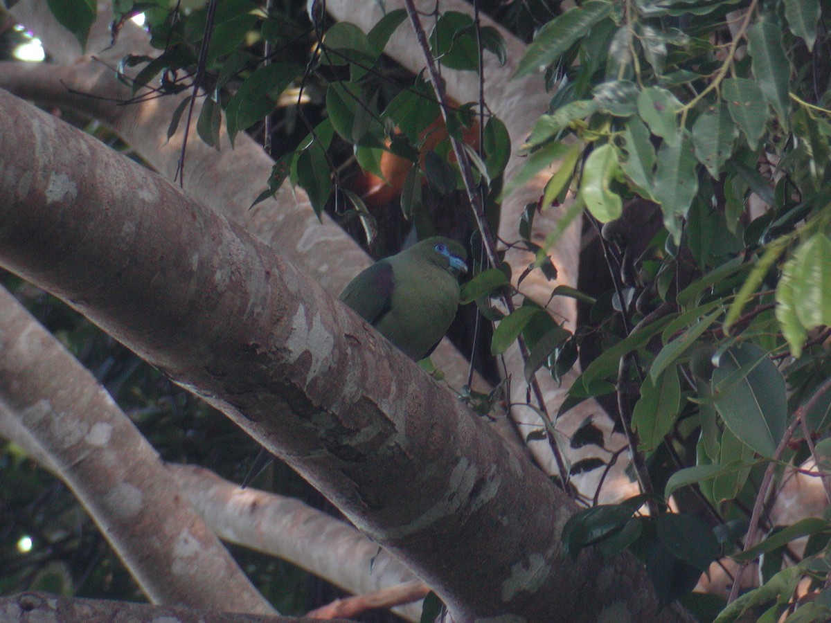 Yellow-vented Green-Pigeon - ML50863251