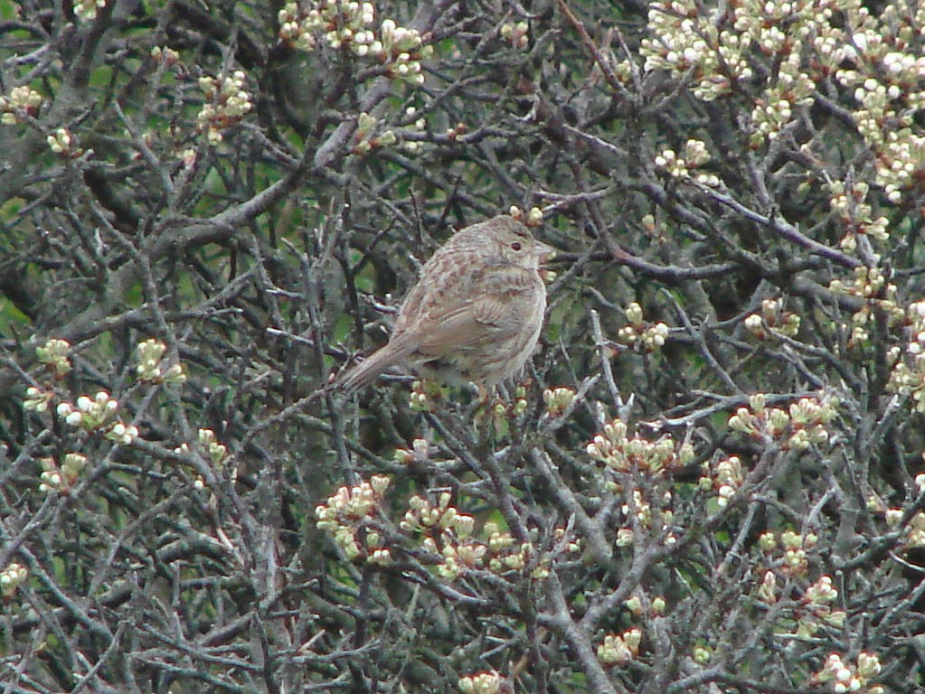 eBird Checklist 18 May 2011 Cape Cod Truro Corn Hill Road beach