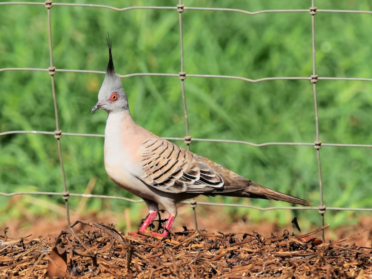 Crested Pigeon - ML508641051
