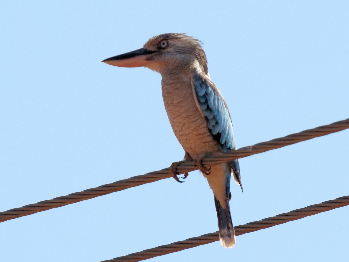 Blue-winged Kookaburra - ML508641301