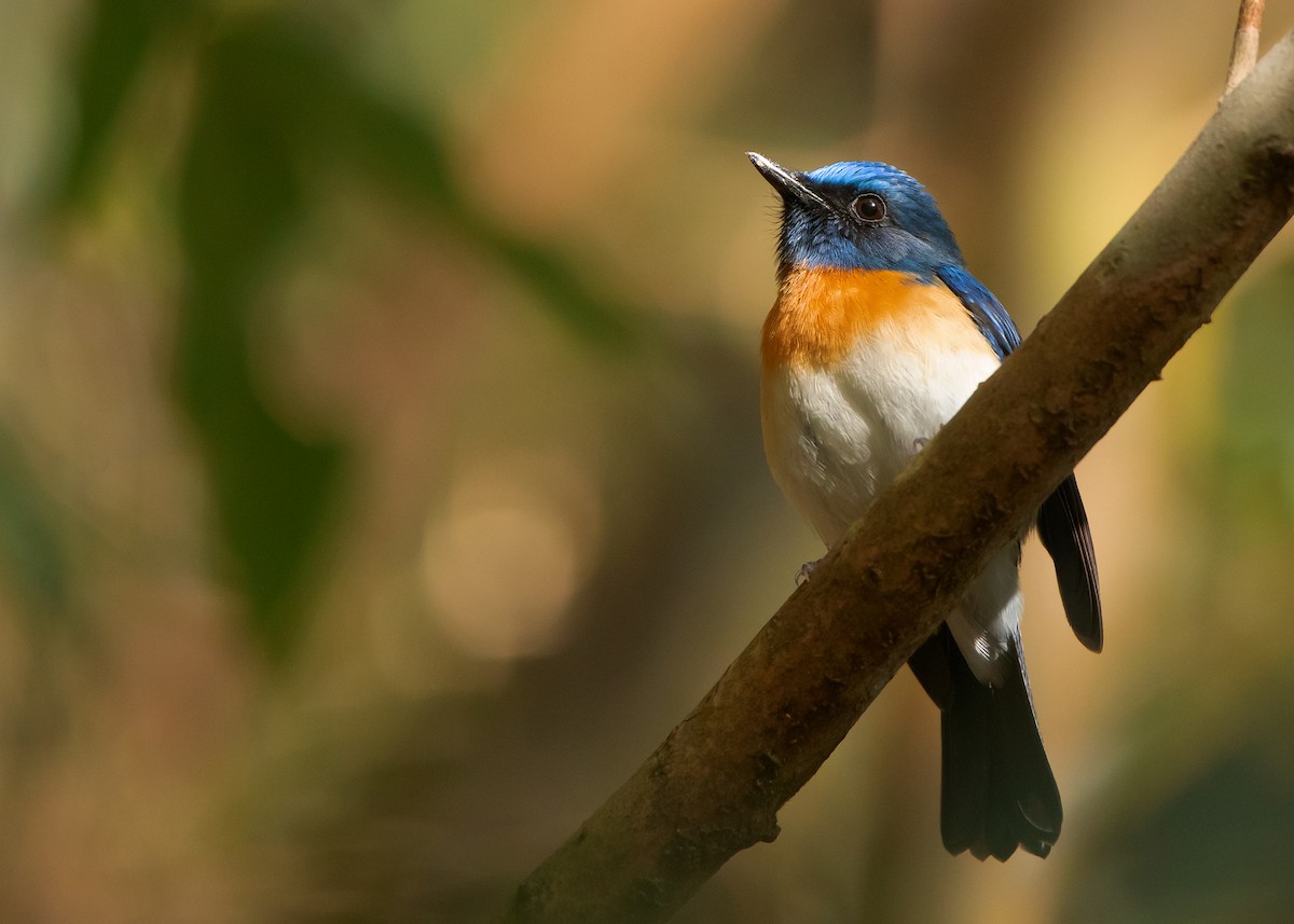 Blue-throated Flycatcher (Notch-throated) - Ayuwat Jearwattanakanok