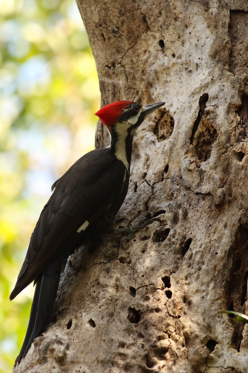 Pileated Woodpecker - miriam avello