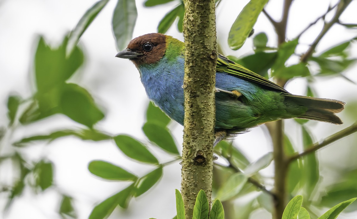 Bay-headed Tanager - ML508649601