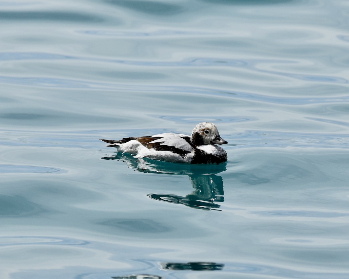 Long-tailed Duck - ML508658821
