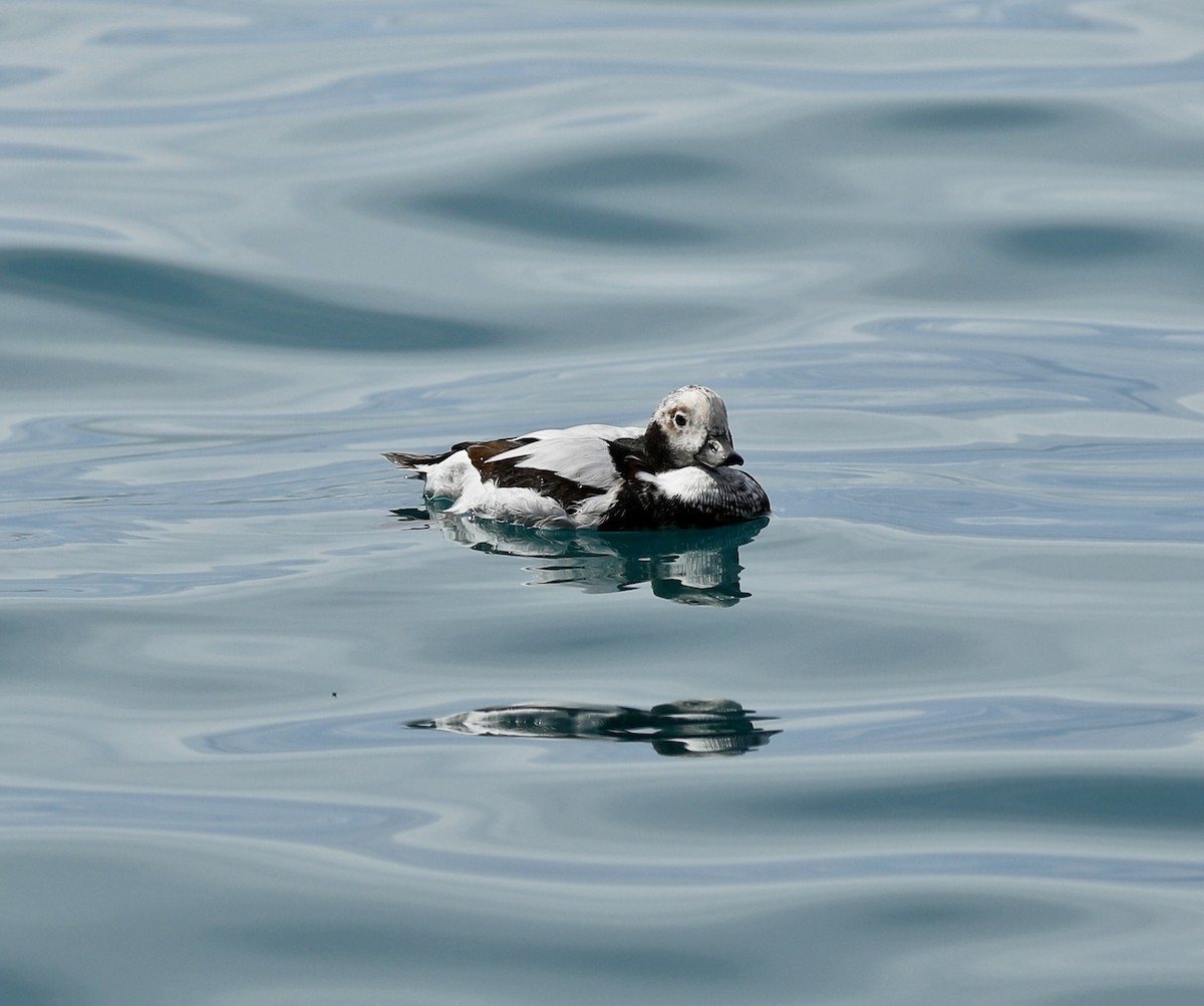 Long-tailed Duck - ML508658831