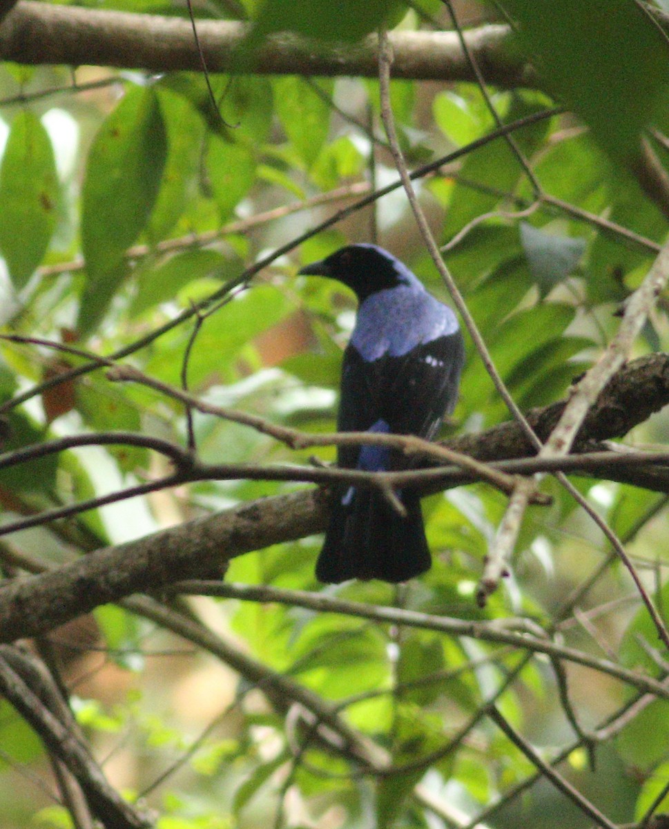 Asian Fairy-bluebird - ML508659591