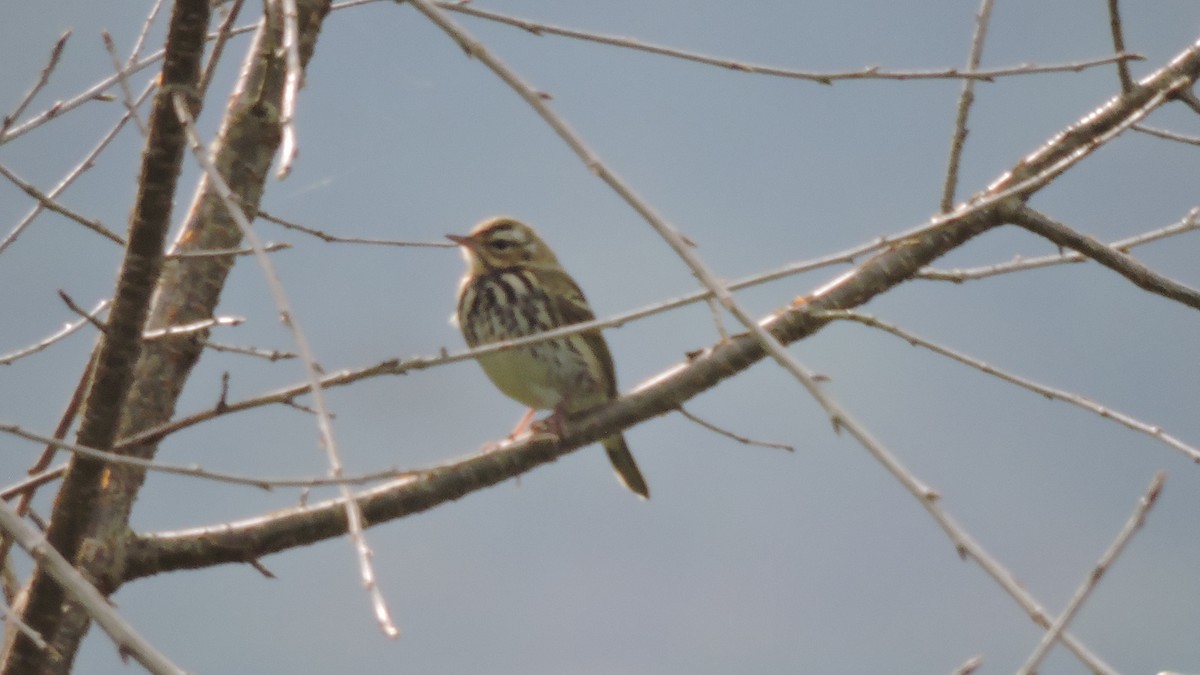 Olive-backed Pipit - ML508659971