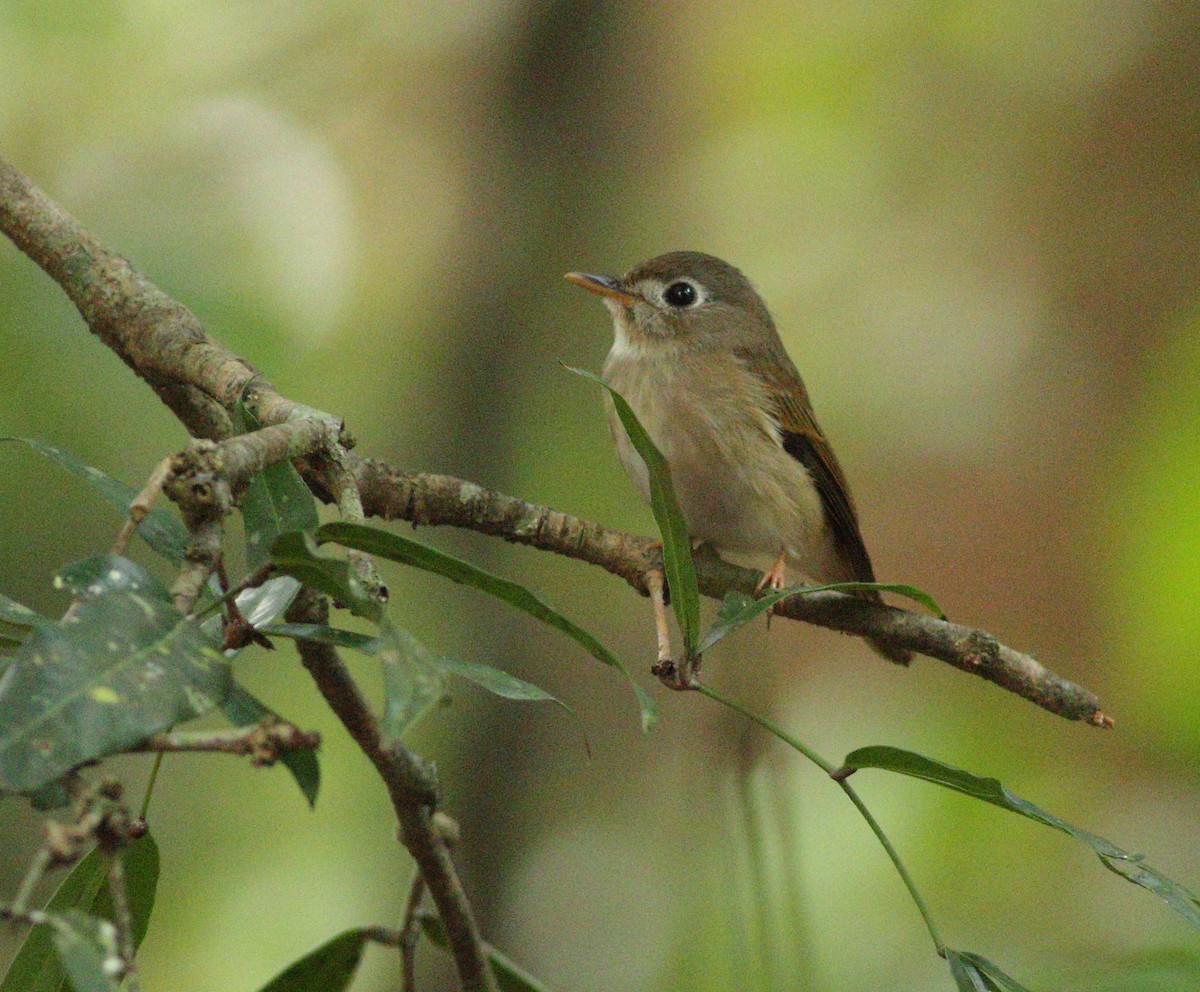 Brown-breasted Flycatcher - ML508659981