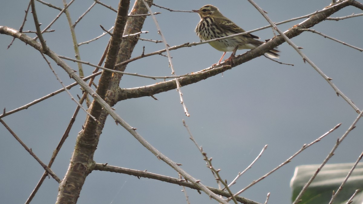 Olive-backed Pipit - ML508660001