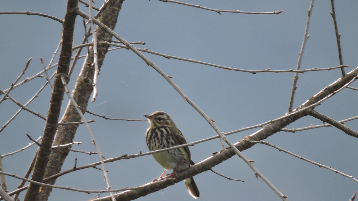 Olive-backed Pipit - ML508660011