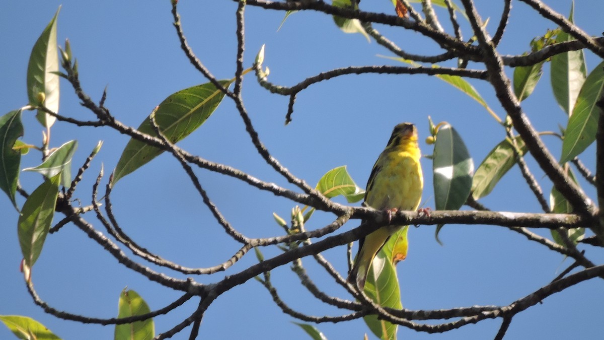 Yellow-breasted Greenfinch - Nivedita Karmakar