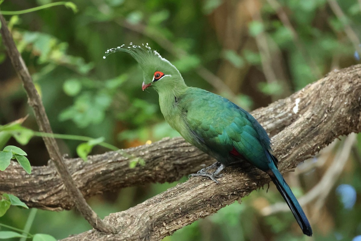 Schalow's Turaco - Chris Wiley