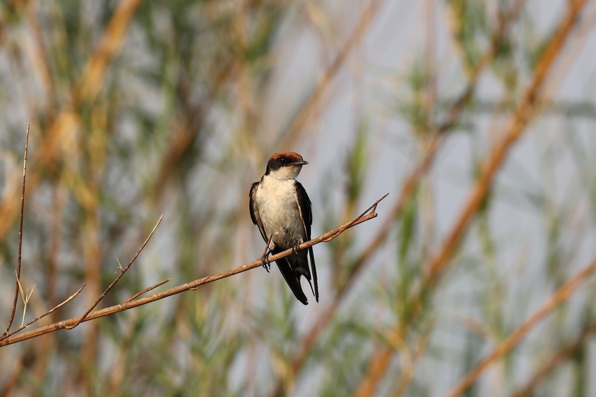 Wire-tailed Swallow - ML508661061