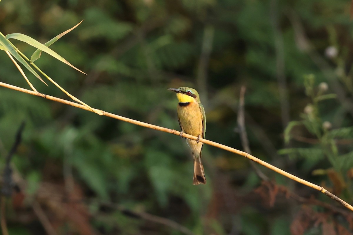 Little Bee-eater - ML508661111