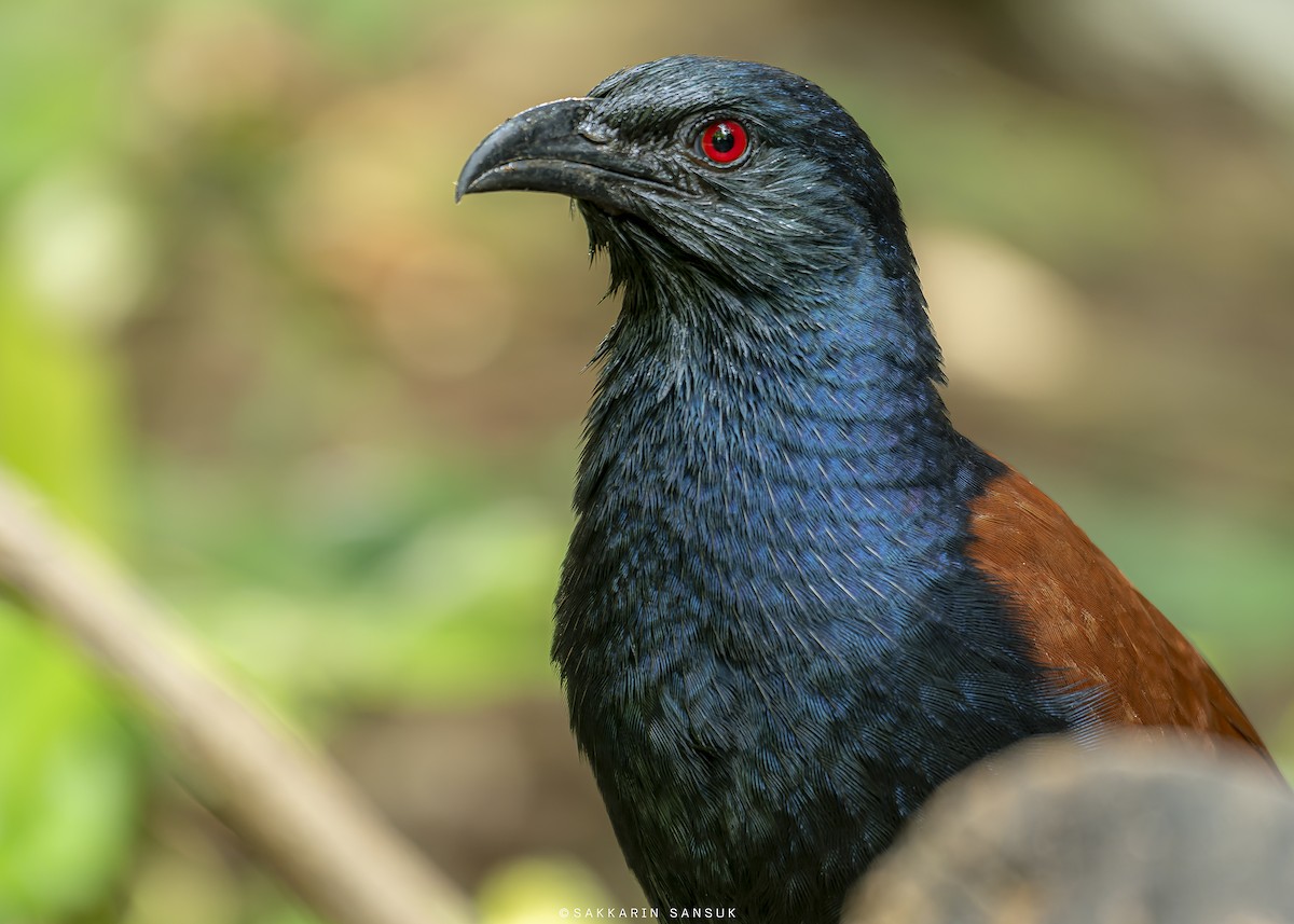 Greater Coucal - ML508666131