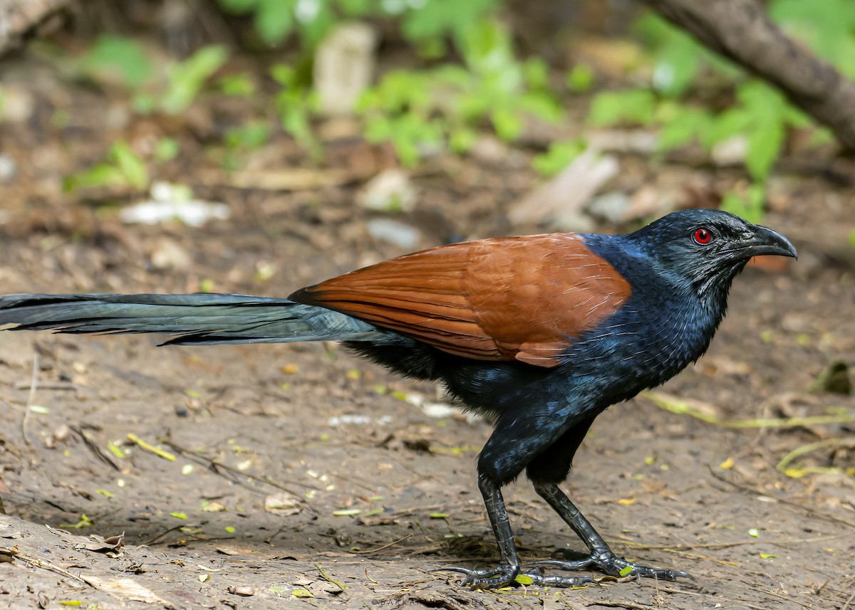 Greater Coucal - ML508666271