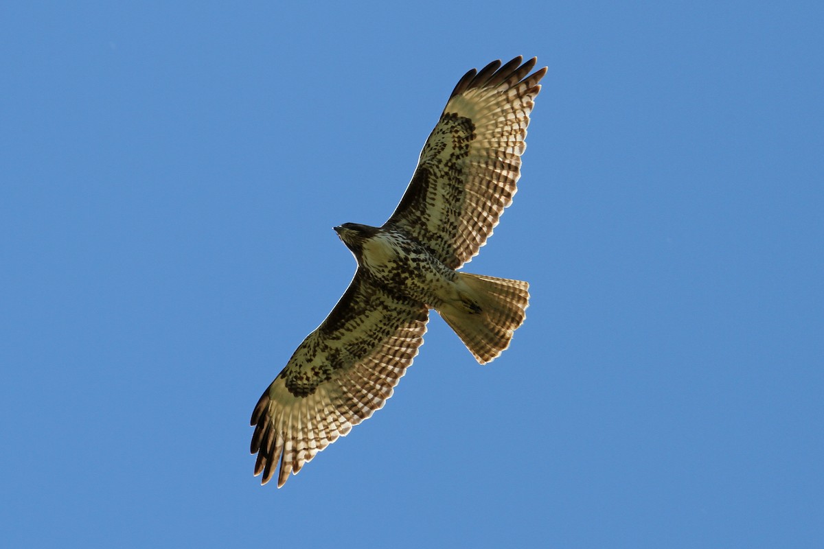 Red-tailed Hawk - ML50866791