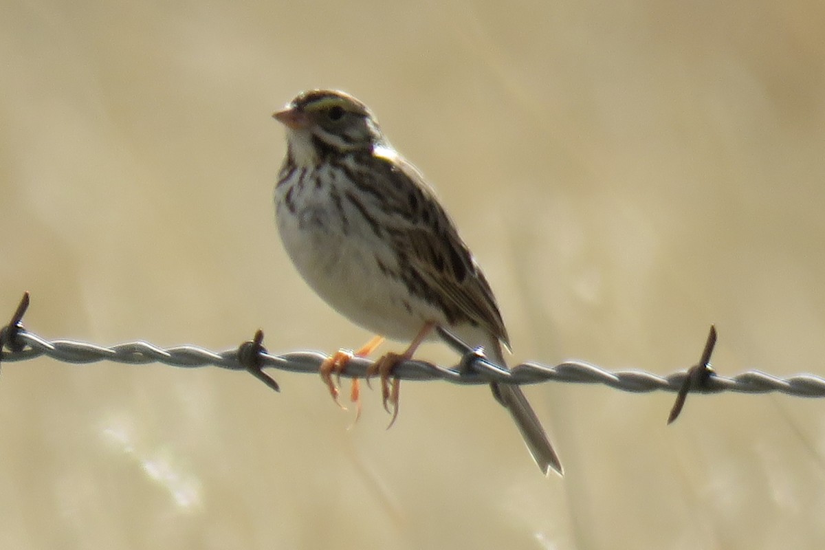 Savannah Sparrow - ML50867191