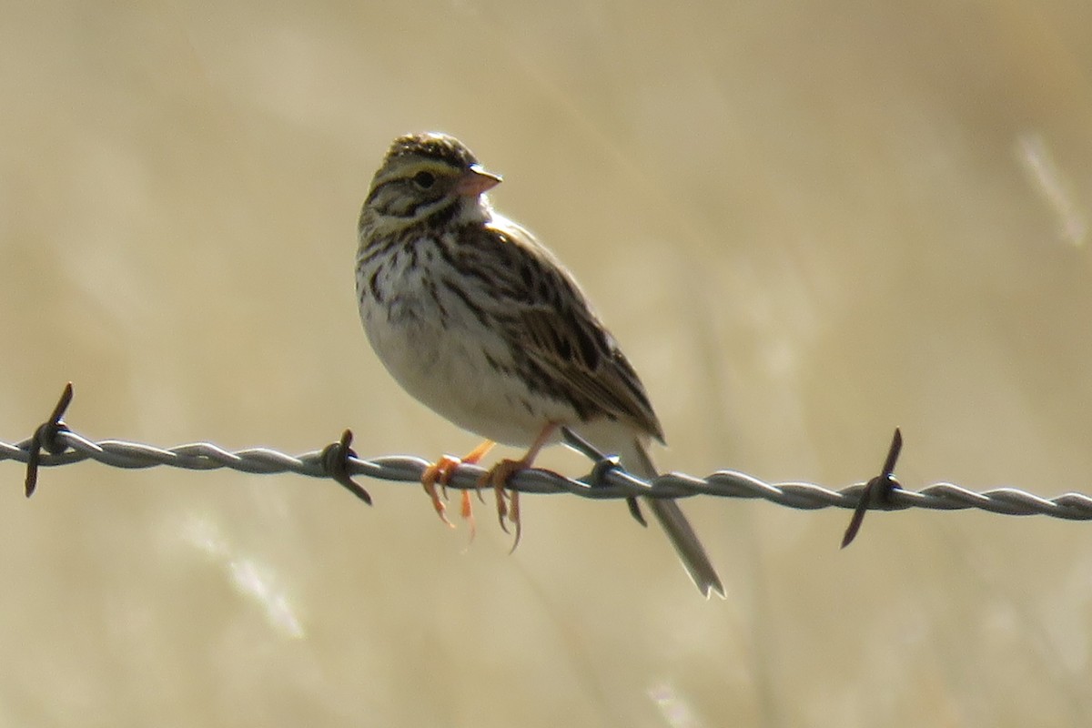 Savannah Sparrow - ML50867201