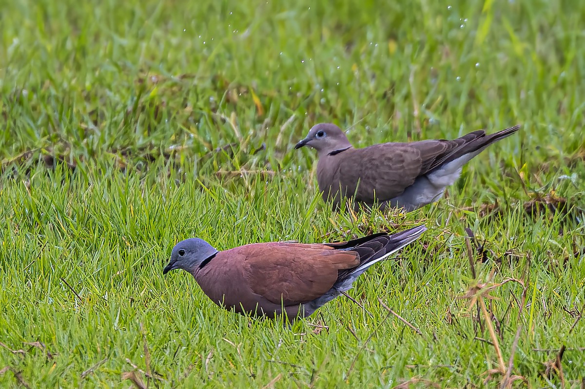 Red Collared-Dove - ML508676411