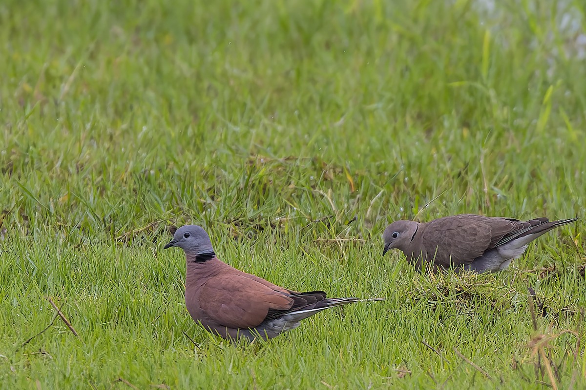 Red Collared-Dove - ML508676521